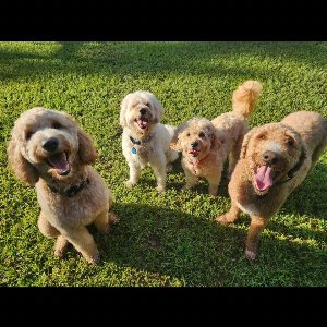 Pet photo