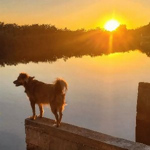 Pet photo