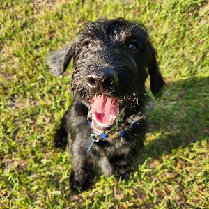 Pet photo