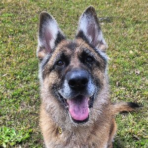 Pet photo