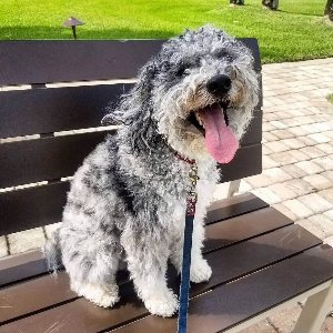 Pet photo