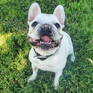 Pet photo