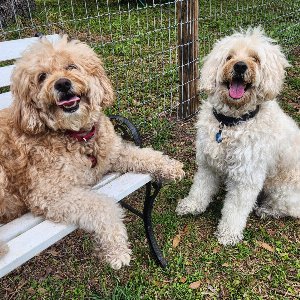 Pet photo