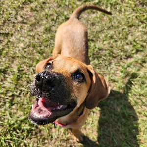 Pet photo