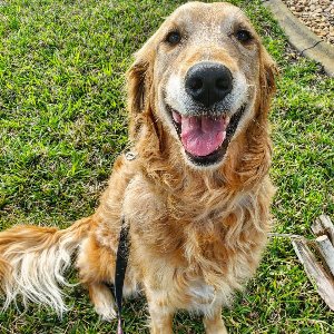 Pet photo