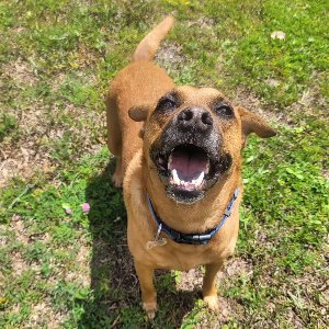 Pet photo