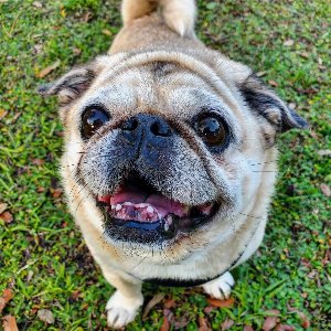 Pet photo