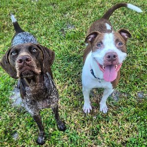 Pet photo