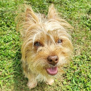 Pet photo