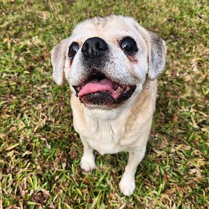 Pet photo