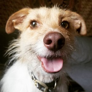 Pet photo