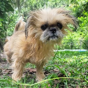 Pet photo
