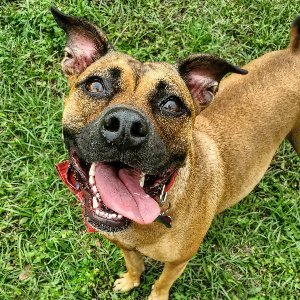 Pet photo