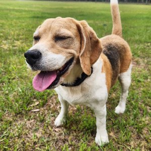 Pet photo