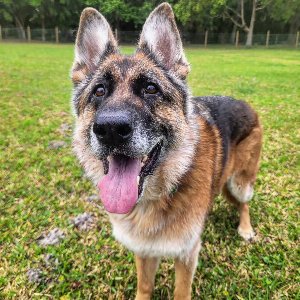 Pet photo
