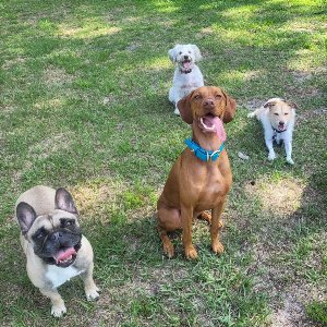 Pet photo