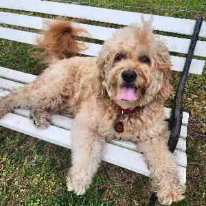 Pet photo