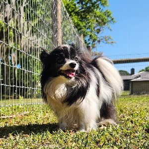 Pet photo