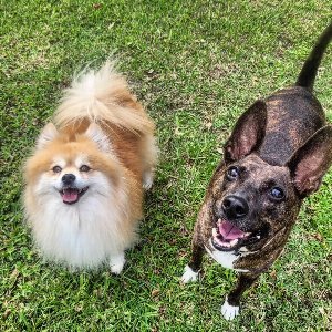 Pet photo
