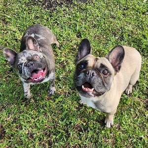 Pet photo