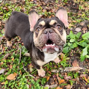 Pet photo