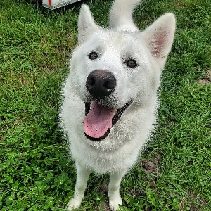 Pet photo