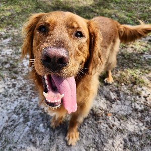 Pet photo