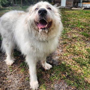 Pet photo