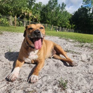 Pet photo