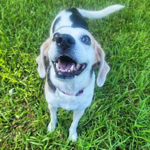 Pet photo