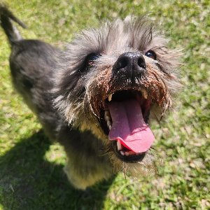 Pet photo