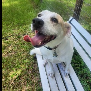 Pet photo