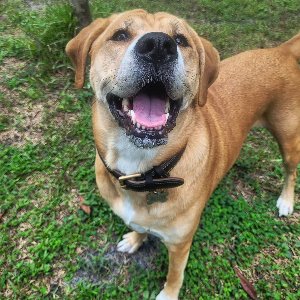 Pet photo