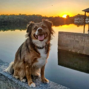 Pet photo