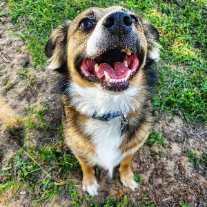 Pet photo
