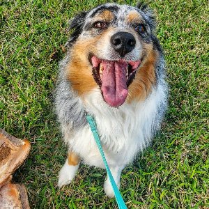 Pet photo