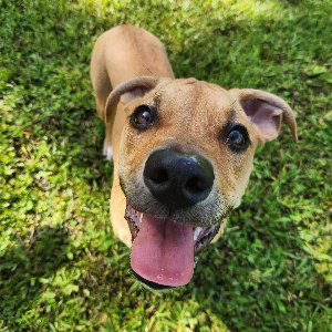Pet photo