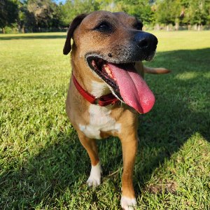 Pet photo