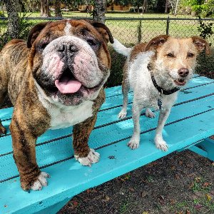 Pet photo