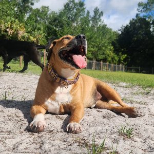 Pet photo