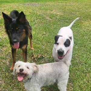 Pet photo