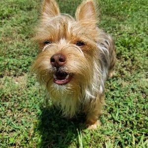 Pet photo