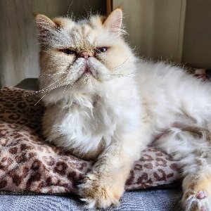 Pet photo