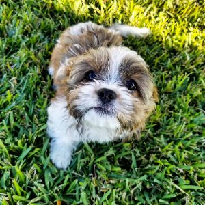 Pet photo