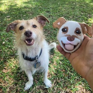 Pet photo