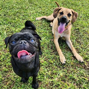 Pet photo