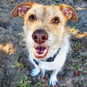 Pet photo
