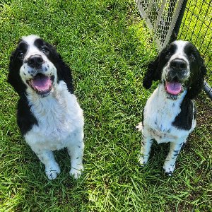 Pet photo