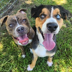 Pet photo