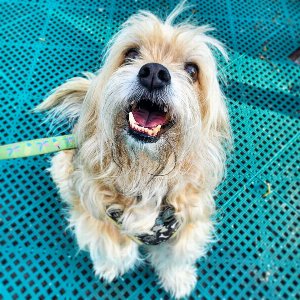 Pet photo